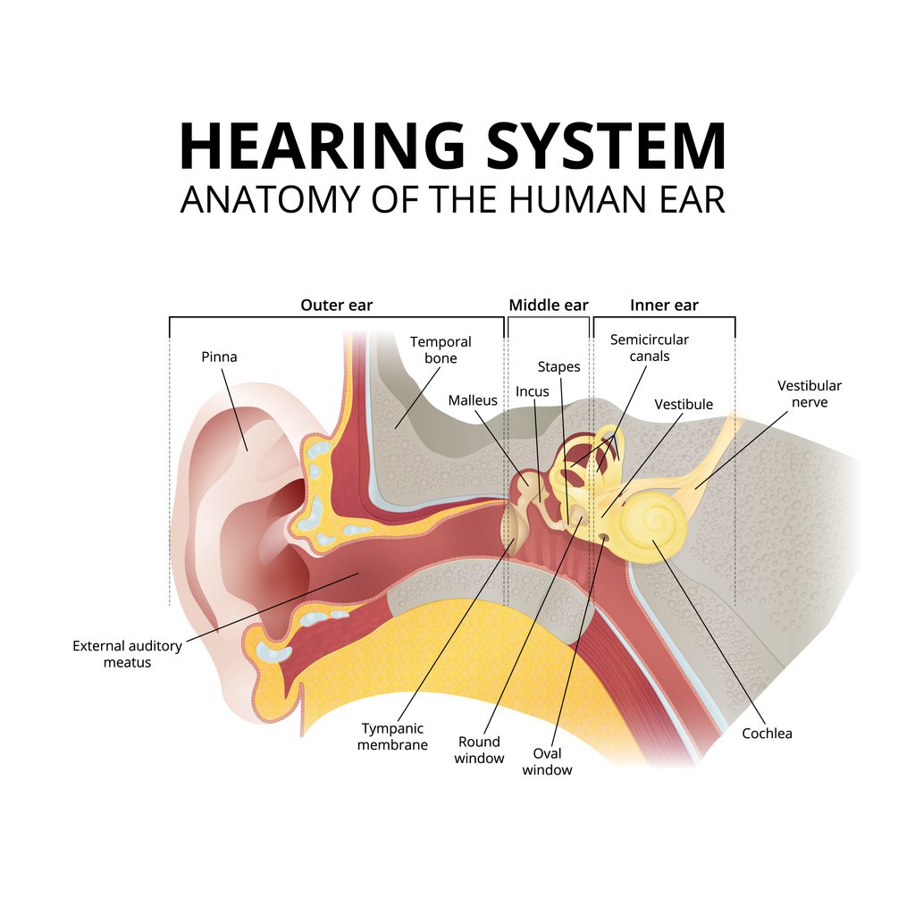 Anatomy of the human hearing system 