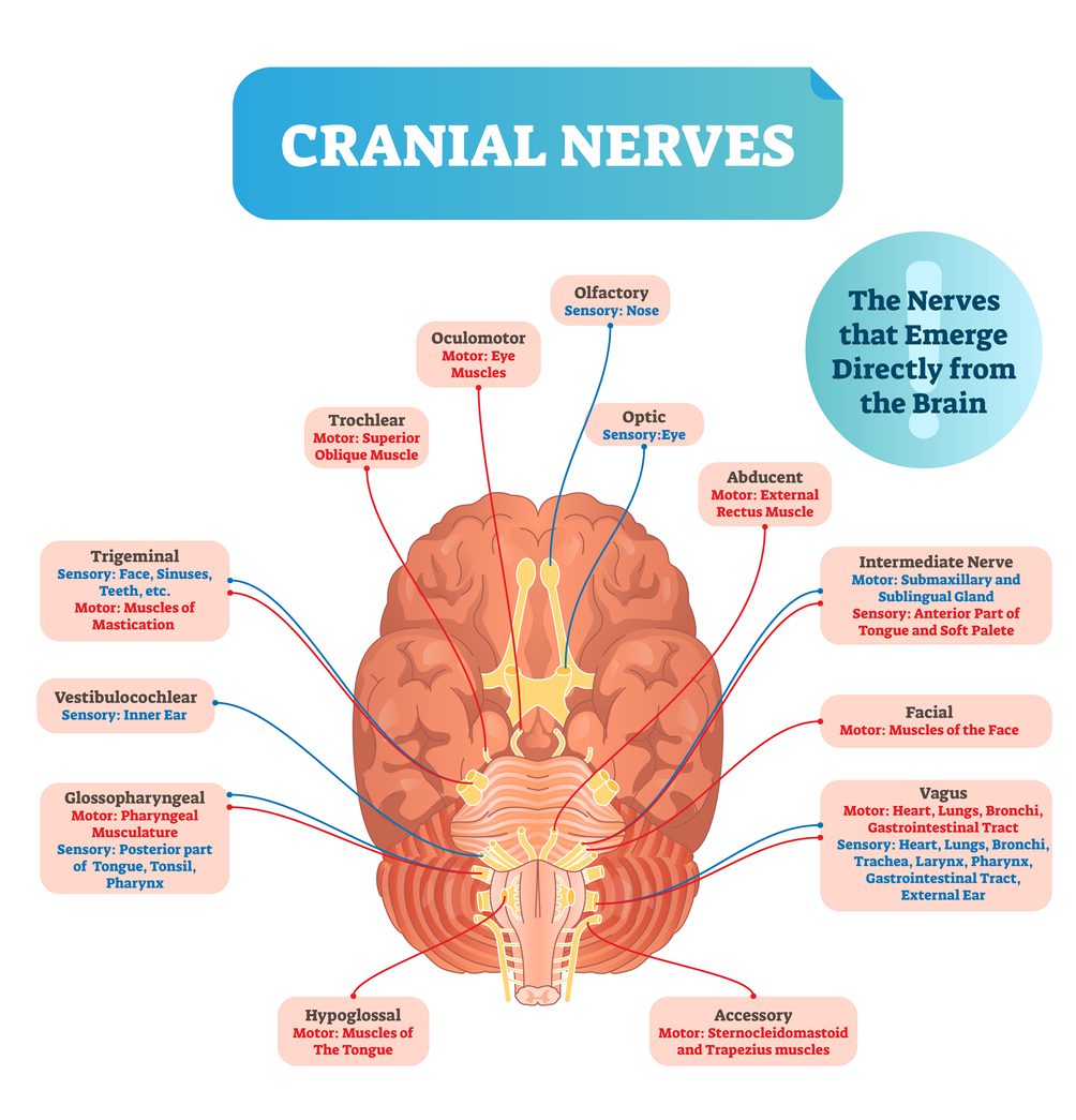 An illustration of cranial nerves that should be examined post-concussion